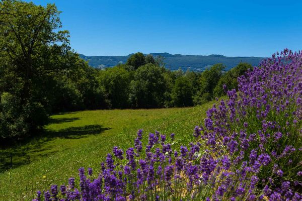 Lavender Haute Savoie